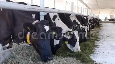 奶牛站在摊子里，用面粉<strong>吃青</strong>贮饲料，农民，奶牛在农场<strong>吃</strong>草，工业